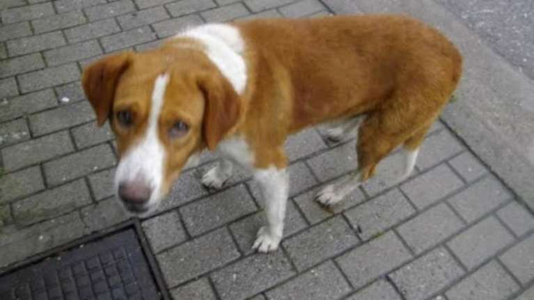 Θηριωδία: Σκότωσαν και κρέμασαν σκύλο στη Χαλκιδική