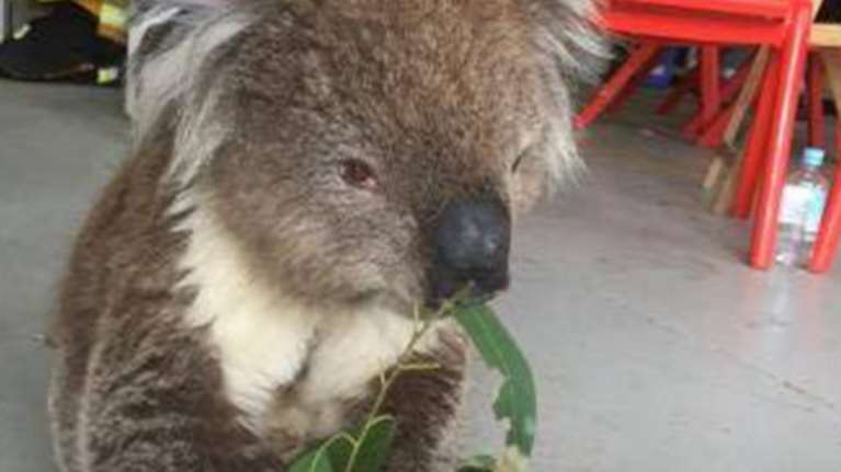 Πυροσβέστες σώζουν κοάλα από τις φλόγες στην Αυστραλία