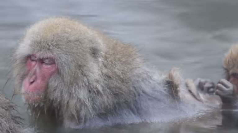 Ιαπωνέζικοι πίθηκοι κάνουν spa και το απολαμβάνουν-βίντεο