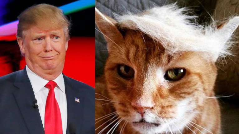 Η γάτα κλώνος του Ντόναλντ Τραμπ και άλλες ιστορίες