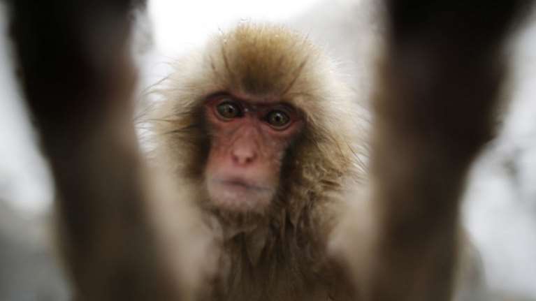 Έχασε τη δίκη για πνευματικά δικαιώματα η... μαϊμού που έβγαλε selfie