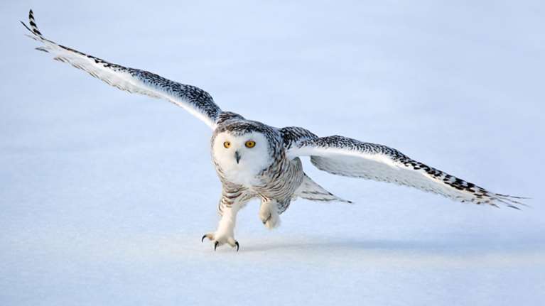 Κάμερα κυκλοφορίας &quot;συλλαμβάνει&quot; λευκή κουκουβάγια και γίνεται viral