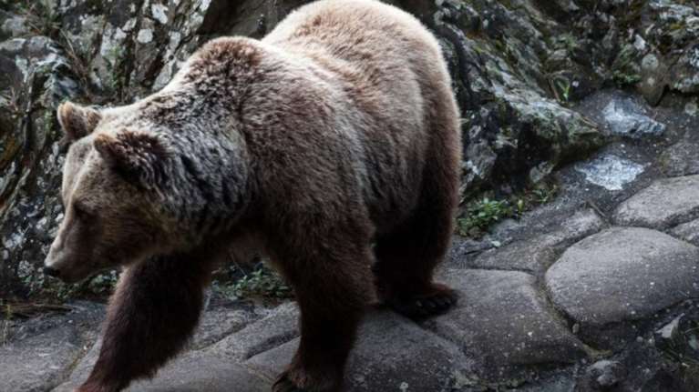 &#39;Οταν μια αρκούδα πήρε στο κυνήγι τον...Ψυχάρη