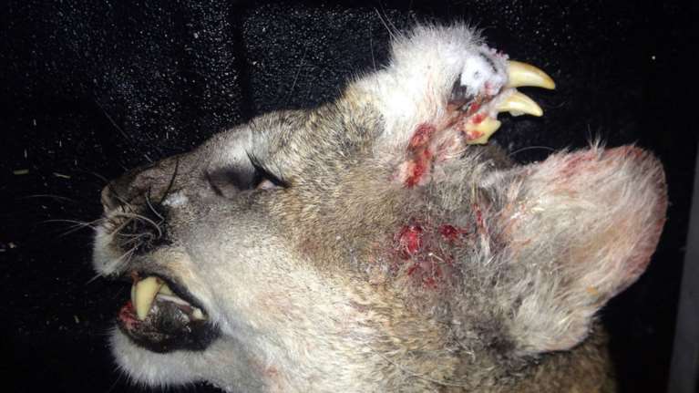 Σοκαρισμένοι οι βιολόγοι με λιοντάρι που είχε δόντια στο μέτωπό του