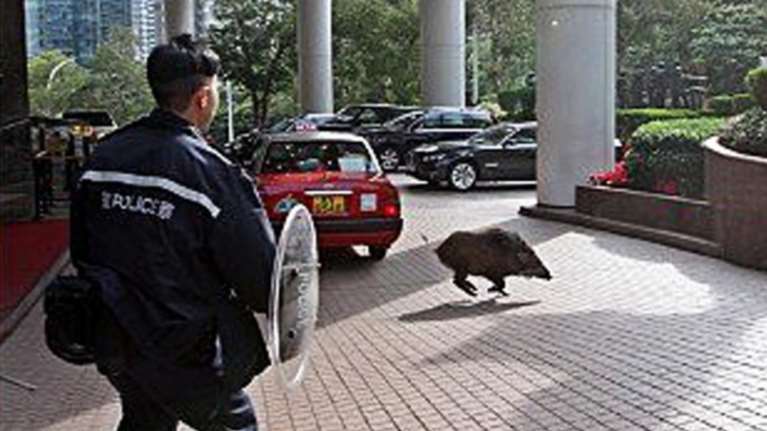 Χονγκ-Κονγκ: Αγριόχοιρος έκοβε βόλτες έξω από το Χρηματιστήριο