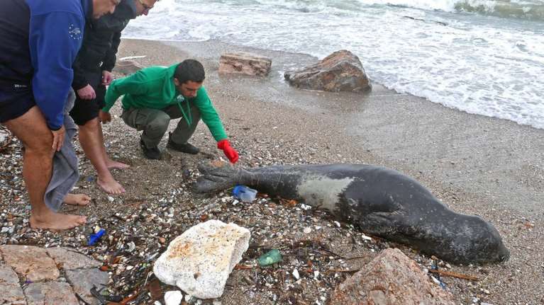 Ο Κοσμάς, η φώκια που βγήκε βόλτα στο Φάληρο