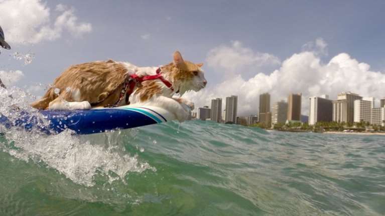 Ο γάτος με το ένα μάτι που κάνει σερφ στη Χαβάη