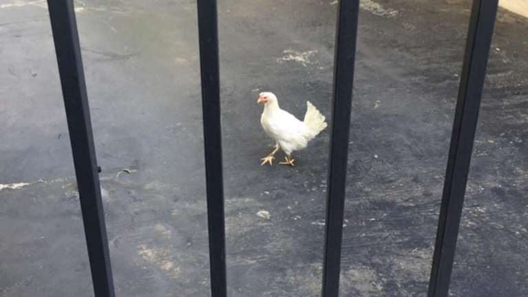 Πως η ακτιβίστρια έριξε την κότα στο Μαξίμου video