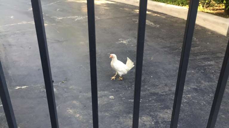 Γεροβασίλη: Nα τι θα κάνουμε με την κότα του Μαξίμου