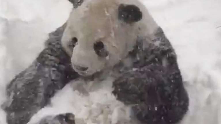 Το χαρούμενο πάντα που παίζει στο χιόνι και κάνει τον γύρο του διαδικτύου