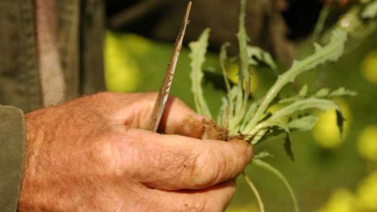 BBC: Οι Έλληνες συνταξιούχοι θα τρώνε χόρτα για να επιβιώσουν