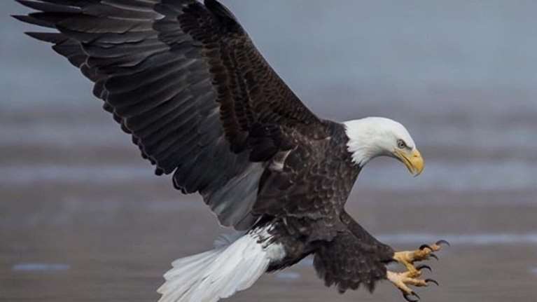 Μοναδικές φωτογραφίες που αποδεικνύουν πόσο χαίρονται τα ζώα στη φύση