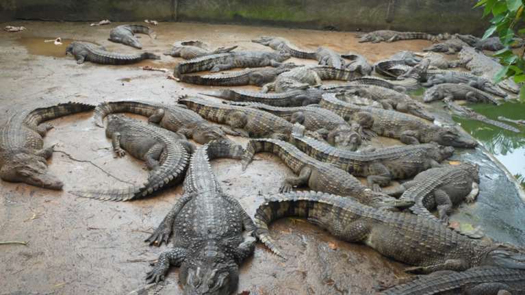 Φάρμα κροκοδείλων γίνεται...πολιτικό θέμα στην Κύπρο
