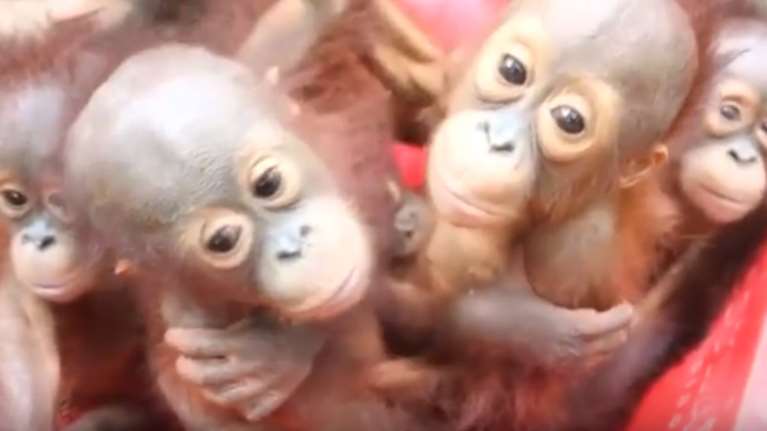 Εφτιαξαν σχολείο για μικρούς ουρακοτάγκους -βίντεο