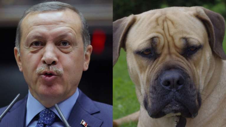 Εφαρμογή βρίσκει ομοιότητες ανάμεσα σε ηγέτες και σκύλους