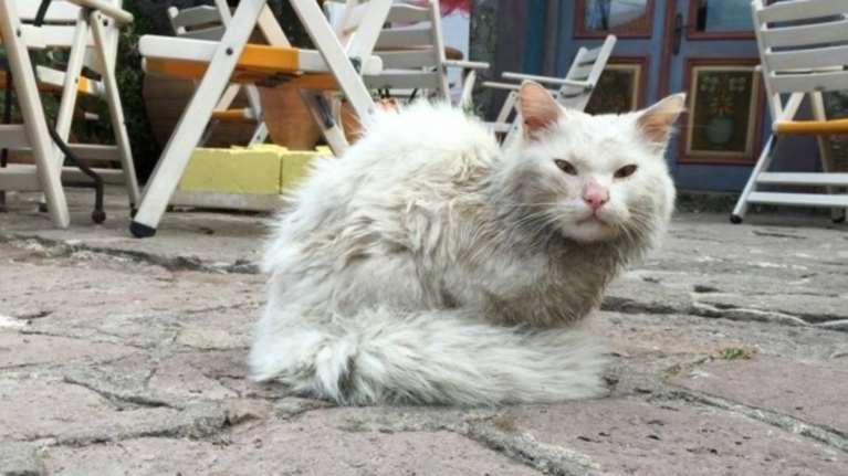 Το ταξίδι του γάτου-πρόσφυγα της Λέσβου για να βρει την οικογένειά του!