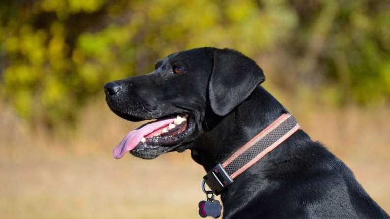 Επέστρεψαν κλεμμένο λαμπραντόρ και ζήτησαν συγγνώμη