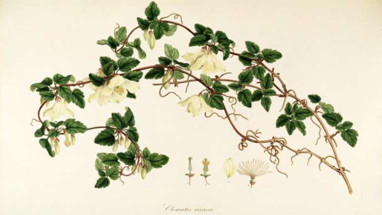 Flora Graeca: Σπάνιο αριστούργημα βοτανολογίας στη Γεννάδειο