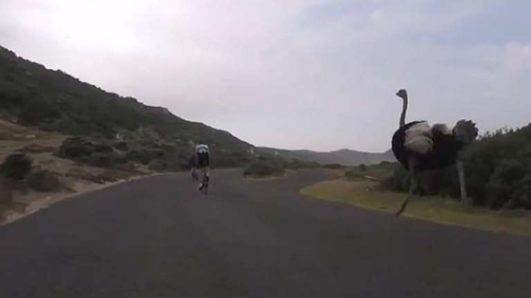 Στρουθοκάμηλος άρχισε να κυνηγάει ποδηλάτες στη Ν.Αφρική-βίντεο
