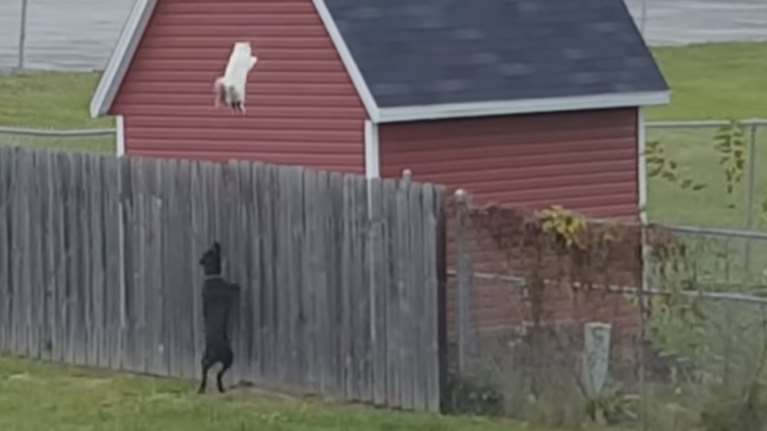 Η κινηματογραφική «απόδραση» γάτας από τα δόντια σκύλου- ΒΙΝΤΕΟ