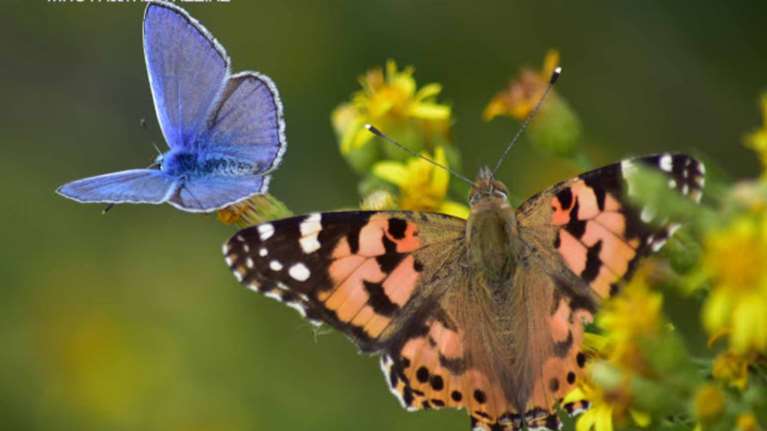 Σπάνια πεταλούδα στο Ναύπλιο με μπλε αποχρώσεις που... δεν είναι μπλε!