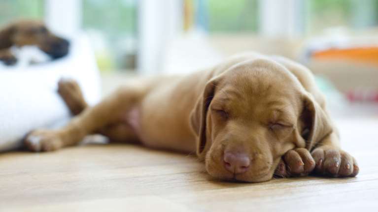 Τι ονειρεύεται ο σκύλος σας; Το Harvard έδωσε την απάντηση