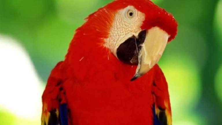 Φιλούσε άλλη πίσω από την πλάτη της και το πε ο παπαγάλος
