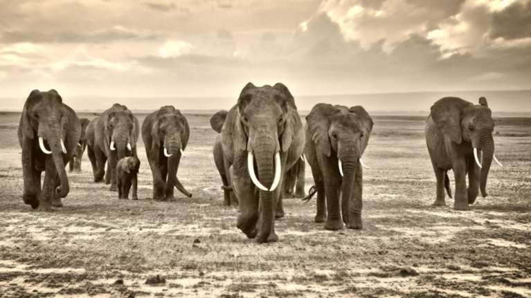 Εως το 2020 θα έχουν εξαφανιστεί τα 2/3 των άγριων ζώων