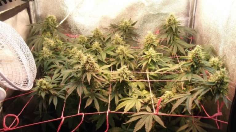 Στα χέρια της ΕΛΑΣ έπεσε 23χρονος με δενδρύλλια κάνναβης