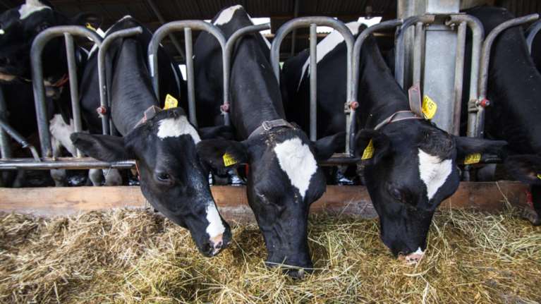 Φιλόδοξο πρόγραμμα στην Ολλανδία αντλεί ενέργεια από την κοπριά