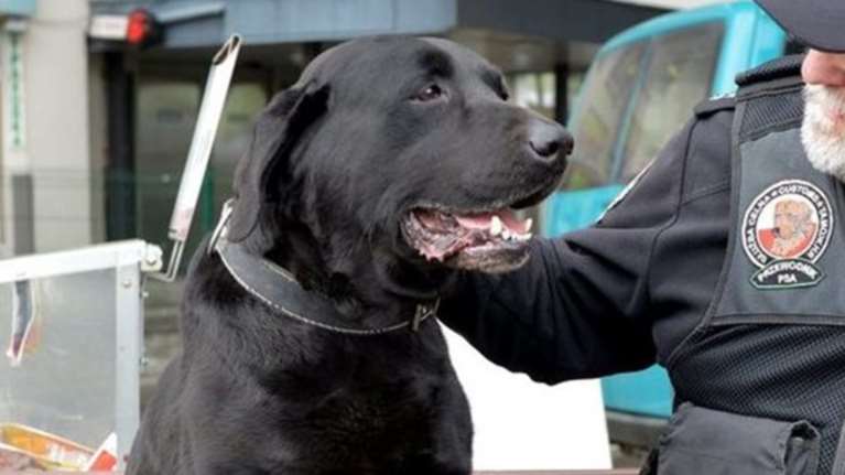 «Προσλήψεις» σκύλων στα τελωνεία για τα κρυμμένα μετρητά