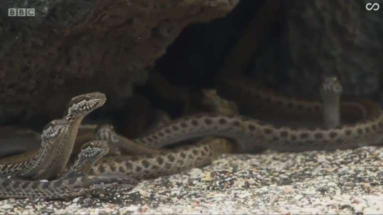 Το video που έχει κάνει όλο τον πλανήτη να ουρλιάζει!