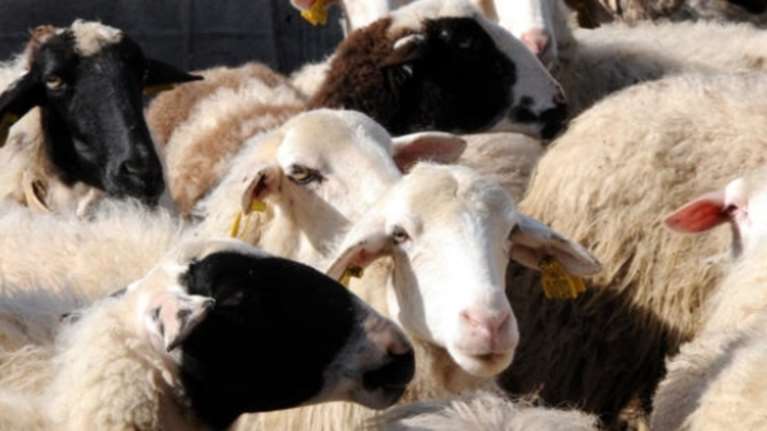 Τρόμος για το φονικό τσιμπούρι που απειλεί τα κοπάδια