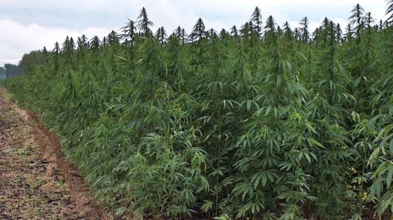 Μία μικρή φυτεία είχε φτιάξει 40χρονος στο Ηράκλειο Κρήτης