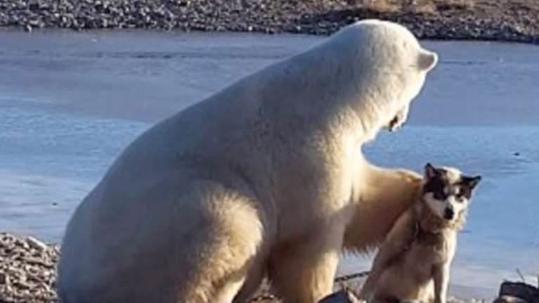 Μοναδικό! Το χάδι της πολικής αρκούδας στον αλυσοδεμένο σκύλο