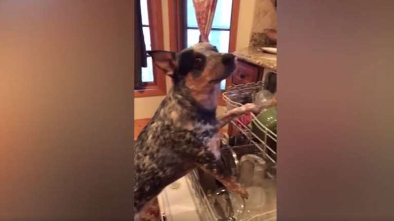 Ενας σκύλος μόλις τερμάτισε το mannequin challenge [Βίντεο]