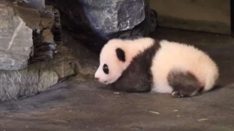 Ενα αξιολάτρευτο μωράκι panda προσπαθεί να σταθεί στα πόδια του [Βίντεο]