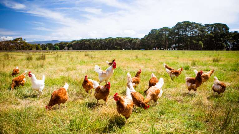 Γερμανία: Έσφαξαν 16.000 γαλοπούλες και 92.000 κοτόπουλα