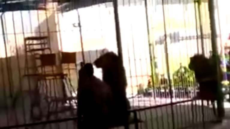 VIDEO ΣΟΚ: Λιοντάρι κατασπαράσσει τον θηριοδαμαστή