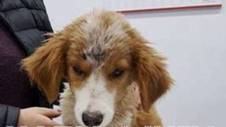 Κτηνωδία στον Πύργο Ηλείας: Χτύπησαν κουτάβι και του ξερίζωσαν τα δόντια