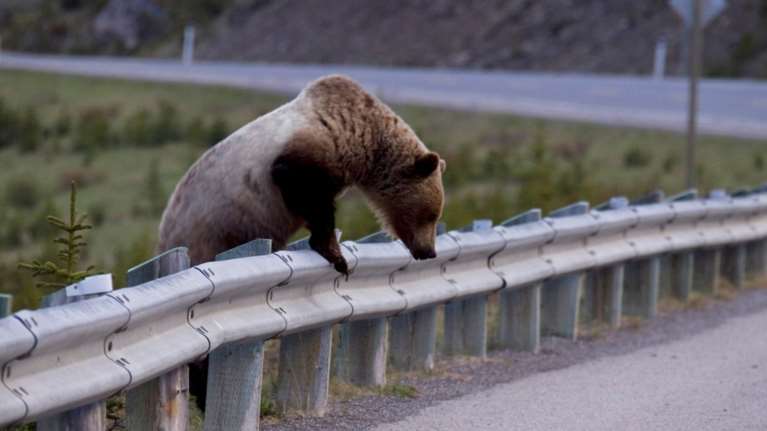 Δύο νεαρές αρκούδες κόβουν ...βόλτες στην Καστοριά