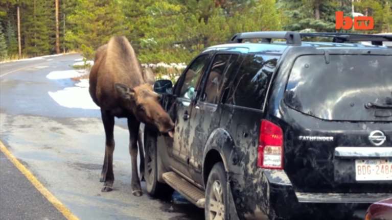 Οι Καναδοί προειδοποιούν για περίεργο ζώο που γλείφει αυτοκίνητα