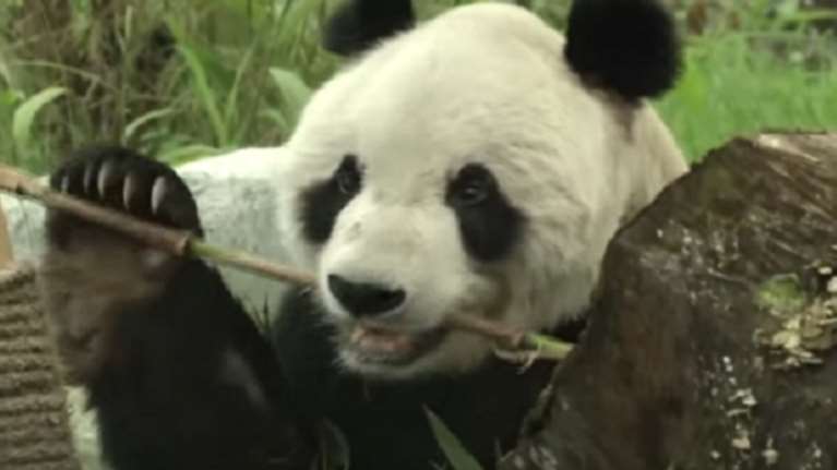 Απεβίωσε ο &quot;παππούς&quot;, το μεγαλύτερο αρσενικό πάντα στον κόσμο