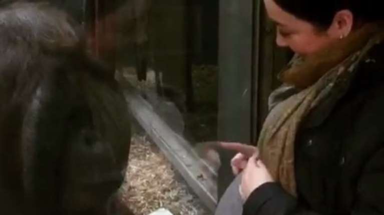 Ο ευαίσθητος ουρακοτάγκος που έκανε εγκυμονούσα να δακρύσει [Βίντεο]