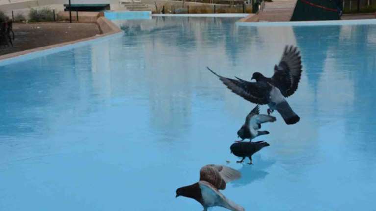 Τα περιστέρια κάνουν ...πατινάζ στη λιμνούλα του Άργους [Βίντεο]