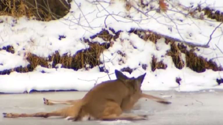 Έσωσαν τη ζωή σε ελαφάκι στο Κονέκτικατ στις ΗΠΑ (ΒΙΝΤΕΟ)