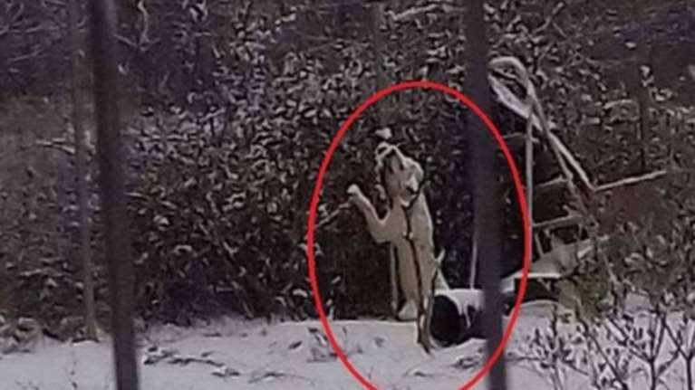 Ιδιοκτήτης-κτήνος έδεσε το σκύλο του και τον άφησε να κοκαλώσει!