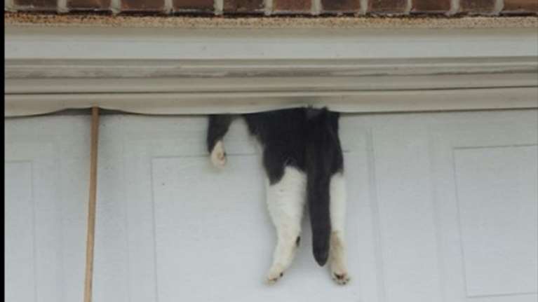 Κι όμως, αυτή η γάτα είναι ζωντανή