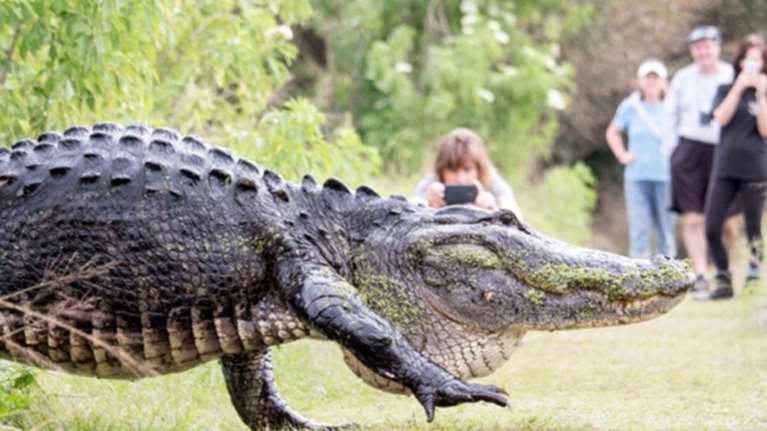 Τεράστιος αλιγάτορας βγήκε να &quot;πάρει αέρα&quot; στο πάρκο