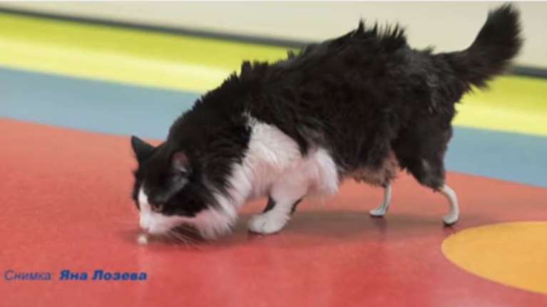 Ο πρώτος βιονικός γάτος στην Ευρώπη με τεχνητές πατούσες